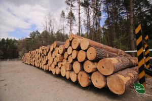 Ціни на деревину не зростатимуть